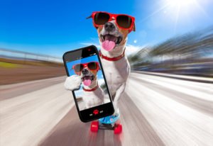 puppy wearing sunglasses, carrying iphone, on skateboard
