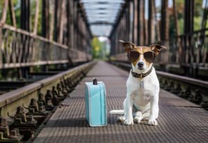 Puppy wearing sunglasses, with a suitcase